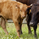 This Tuesday, June 28, 2011 photo shows a male Wagyu calf, left, standing with its mother at Meadows Farm in Cazenovia, N.Y. Kobe beef from the United States can't be called Kobe. Because of an import ban, Kobe-style or Wagyu beef is the closest most Americans can come to tasting the legendary meat. (AP Photo/Mike Groll